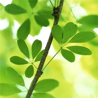 萌猫变变变手游(暂未上线)v1.0.0 官方安卓版